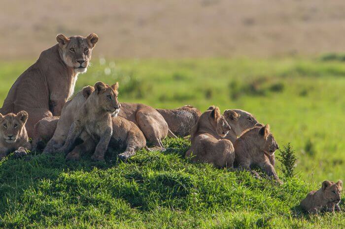 Kenya and Tanzania